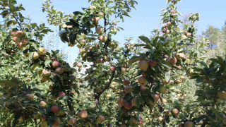 Erzincan Ovası bu yıl yüksek rekolte ile çiftçinin yüzünü güldürüyor