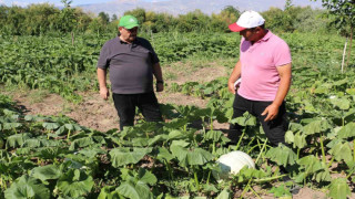 Erzincan tarım sektörü, renkli görüntülere sahne oluyor