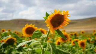 Erzincan’da ayçiçeği tarlaları sarının her tonuyla güneşi kıskandırıyor