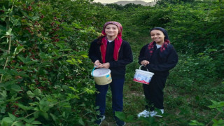 Erzincan’da böğürtlen hasadı başladı