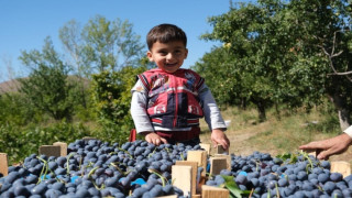 Erzincan’da çarşı ve pazarın en çok satan meyvesinde hasat zamanı