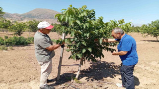 Erzincan’da ceviz yetiştiriciliği artıyor