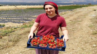 Erzincan’da ikinci çilek hasadı başladı