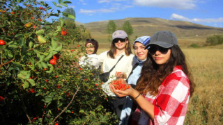 Erzincan’da kuşburnu, zorlu arazilerde toplanmaya başlandı