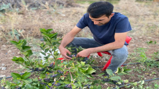 Erzincan’ın ilk aronya bahçeleri meyvelerini verdi