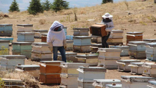 Erzincanlı arıcıların “tatlı” hasat telaşı başladı