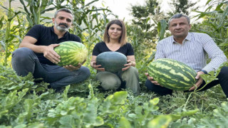 Hem öğretmen hem de çiftçi: Yetiştirdiği karpuzlar 20 kiloya ulaştı