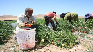 Mevsimlik işçilerin sıcak altına ekmek mücadelesi