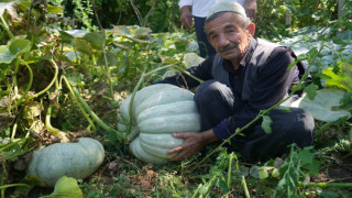 Muşlu çiftçi 50 kiloluk bal kabağı yetiştirdi