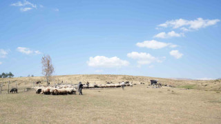 Muş’ta güneşten önce uyanan kadınların zorlu yayla mesaisi devam ediyor