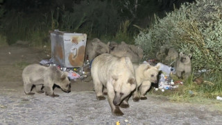 Nemrut’a pikniğe giden vatandaşlar ayı sürprizi ile karşılaşıyor