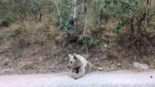 Nemrut’un ayıları vatandaşların ilgi odağı olmaya devam ediyor