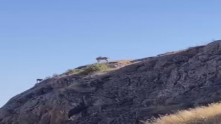 Nesli koruma altındaki dağ keçileri Harput’ta görüntülendi