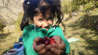 Şerbeti, çayı, meyvesi oluyor! Kalbi koruyor, enfeksiyonu düşürüyor