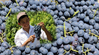 Tescilli Cimin üzümü kilosu 100 TL’den tezgahtaki yerini aldı