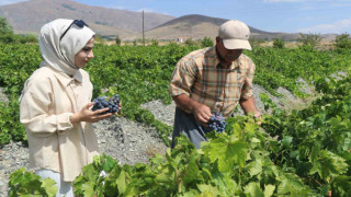 Tescilli Cimin üzümünde hasat zamanı