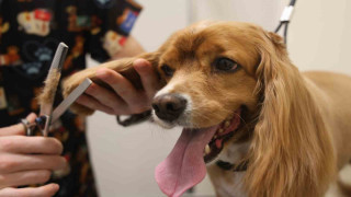 Tüy ve tırnak bakımında bölgenin en şirin merkezi: Bu kuaförde sadece köpekler tıraş oluyor