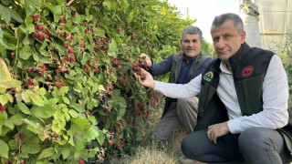 Yüksekova’da böğürtlen bereketi