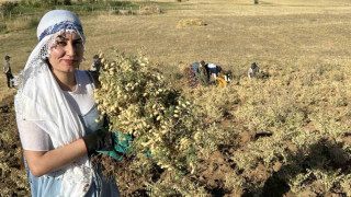 Yüksekova’da kadınlar elleriyle nohut hasadı yaptı