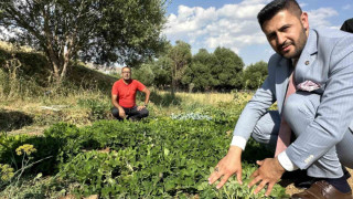 Yüksekova’da yer fıstığı yeryüzüne çıktı