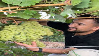 5 kiloluk üzüm salkımı görenleri hayretler içerisinde bıraktı