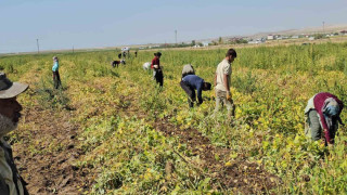 Adilcevaz’da fasulye hasadı başladı