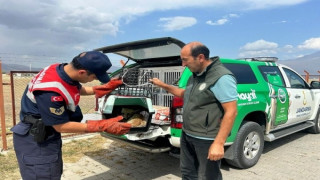 Ağrı’da bitkin düşen tilki, jandarmanın hassas müdahalesiyle kurtarıldı