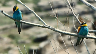 Bitlis, yaklaşık 300 kuş türüne ev sahipliği yapıyor