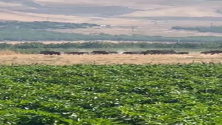 Elazığ’da domuz sürüsü görüntülendi