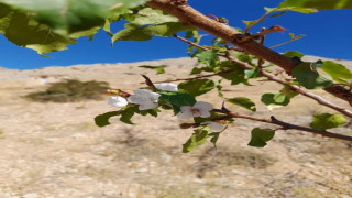 Elazığ’da kayısı ağaçları çiçek açtı