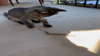 Elazığ’da kedi ile yılanın kavgası kamerada