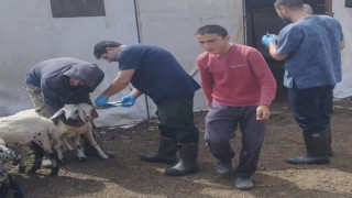 Elazığ’da küçükbaş hayvanlar salgın hastalıklara karşı aşılanıyor