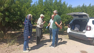 Elazığ’da şeftali bahçelerinde zararlı kontrolleri devam ediyor