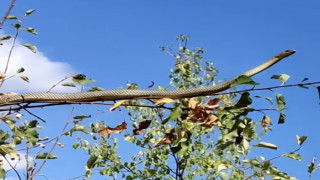 Erzincan’da 1 metrelik yılan elma ağacında görüntülendi