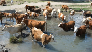 Erzincan’da bu kez mandalar değil, inekler serinledi