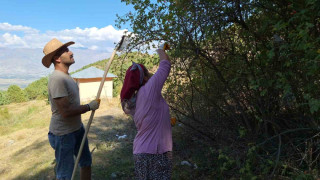 Erzincan’da kuşburnu, zorlu arazilerde toplanmaya başlandı