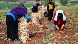 Erzincan’da patates hasadı başladı