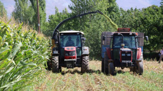 Erzincan’da silajlık mısırın hasadı yapılıyor