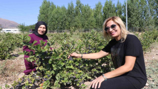 Erzincan’da “Süper meyve” bahçesi kuran ziraat mühendisi kadın “ilk hasat” heyecanı yaşadı