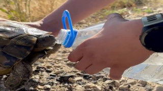 Erzurum’da bitkin düşen kaplumbağanın imdadına polis yetişti