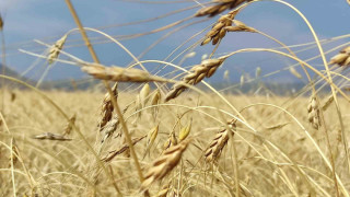 Genetiği bozulmamış 13 bin yıllık kavılca buğdayında hasat dönemi