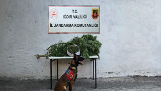 Iğdır İl Jandarma Komutanlığı’ndan uyuşturucu operasyonu