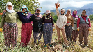 İşçi kadınlar önce hasat ettiler sonra halay çektiler