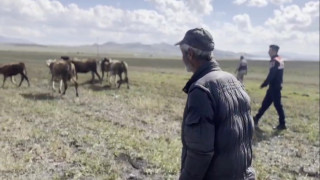 Kars’ta kayıp hayvanları jandarma buldu