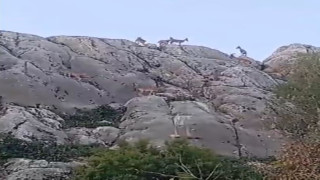 Tarihi mahalle Harput’ta dağ keçileri sürü halinde görüntülendi