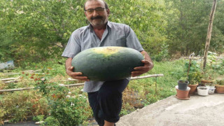 Üretici 25 kiloluk karpuzu güçlükle taşı