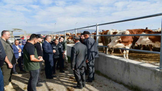 Vali Çiçek, Ardahan hayvan pazarında incelemelerde bulundu