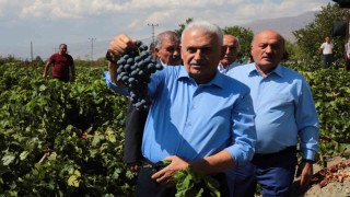 Yıldırım memleketinde Cimin üzümünün hasadına katıldı