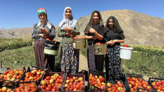 Yüksekova’da kadınların eliyle domates hasadına başlandı