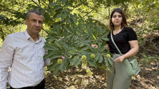 Yüksekova’da kestaneler canlanıyor: Ekim ayında hasada başlanacak